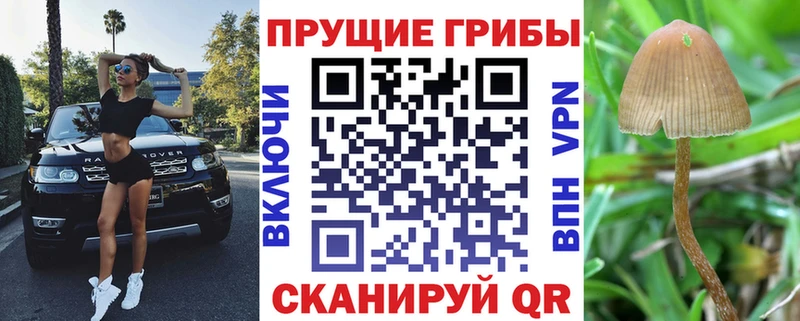 где можно купить наркотик  Раменское  Галлюциногенные грибы GOLDEN TEACHER 